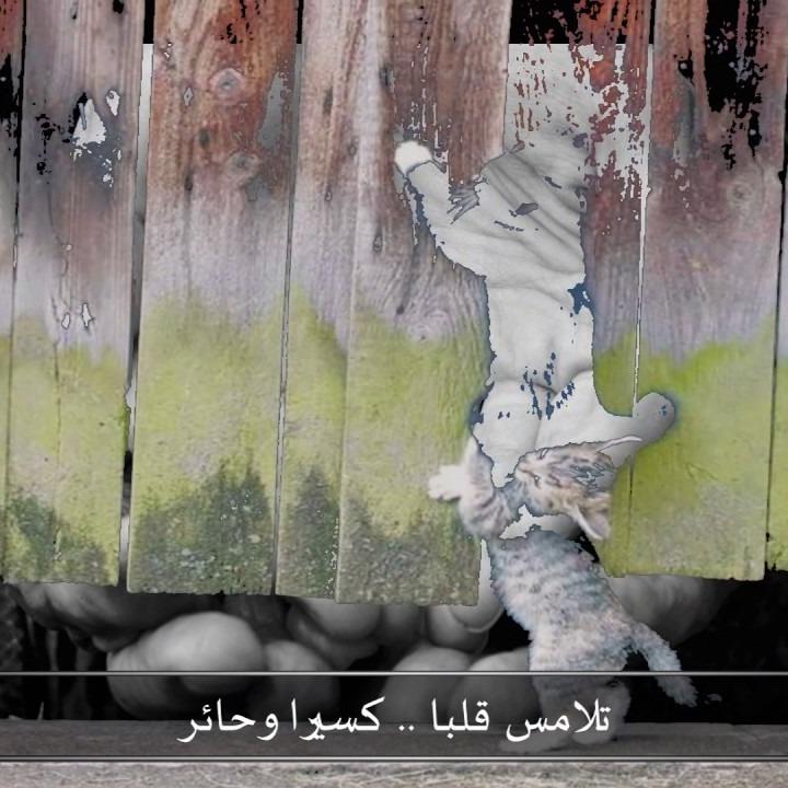 Nasheeds
